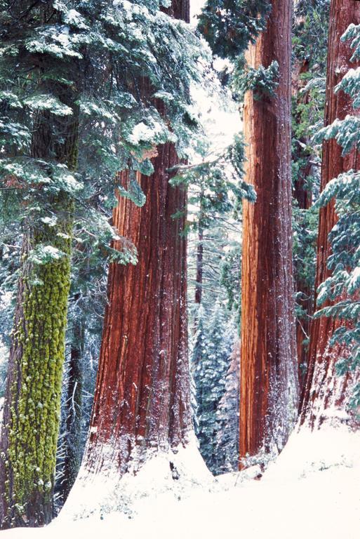 Montecito Sequoia Lodge Wilsonia Eksteriør billede