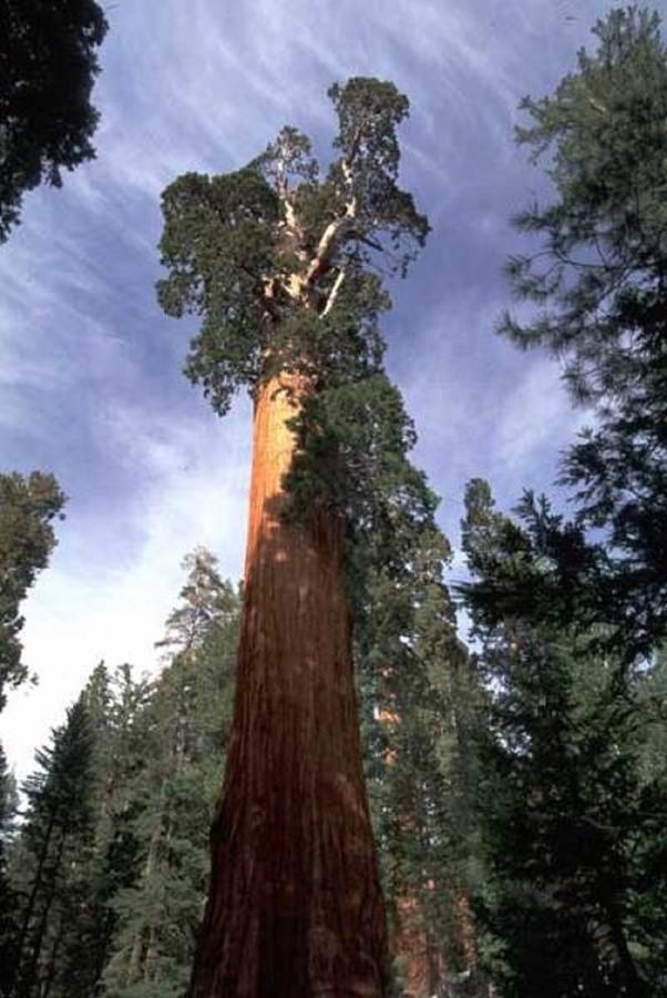 Montecito Sequoia Lodge Wilsonia Eksteriør billede